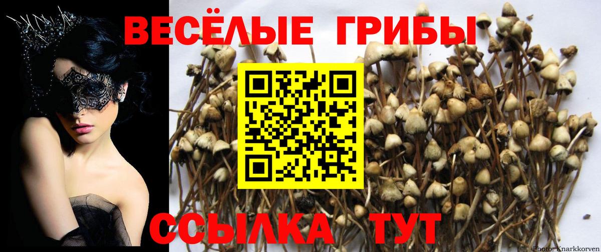 Галлюциногенные грибы прущие грибы  Вход с VPN  Псилоцибиновые грибы GOLDEN TEACHER  Куйбышев 